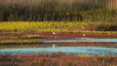 limícolas en el carrizal