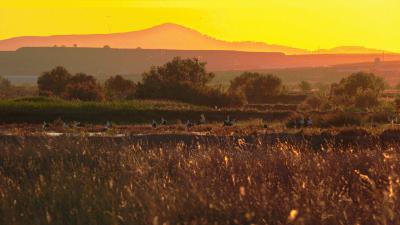 carrizos del carrizal