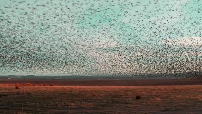 Estorninos en el carrizal