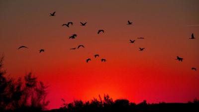 Atardecer en el carrizal
