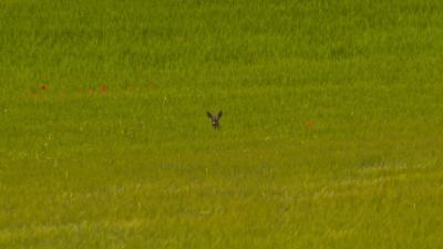 Corzo en el Monte Yerga