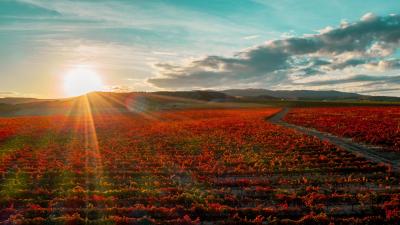 Atardecer en los viñedos del Monte yerga