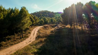 Pista forestal entre pinares del Monte yerga