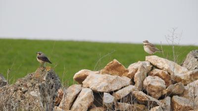 Collalba gris y calandria