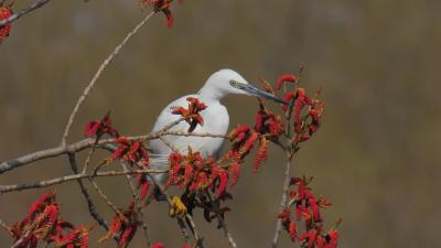 Egretta gatzetta