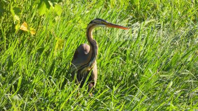 Ardea purpurea