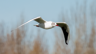 Chroicocephalus ribundus