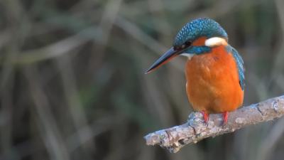 Alcedo atthis