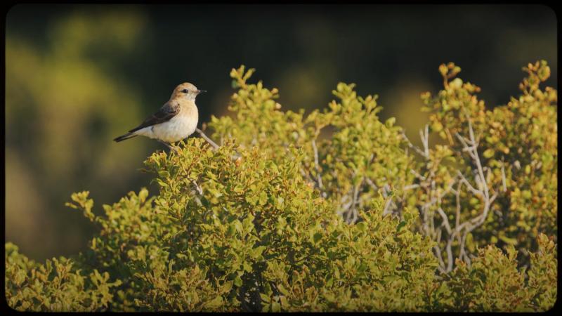 Previsualización vídeo bosque mediterráneo