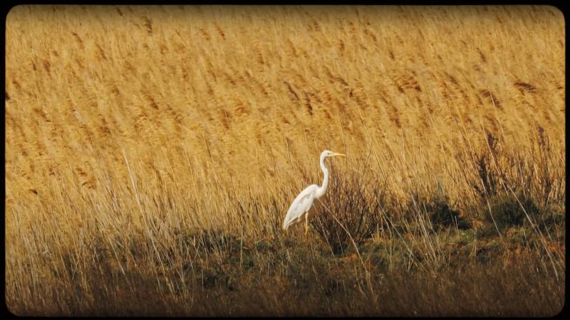 Previsualización vídeo carrizal