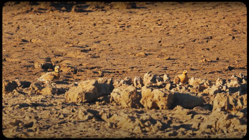 Previsualización vídeo estepa