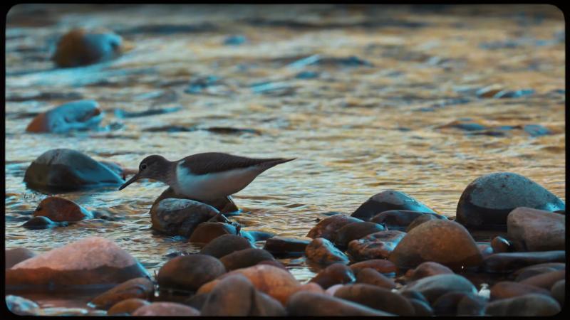 Previsualización vídeo ribera