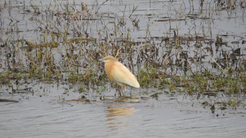 Garcilla cangrejera en los Sotos de Alfaro