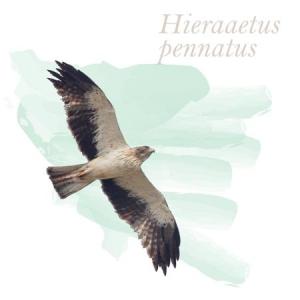 Hieraaetus pennatus