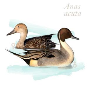 Anas acuta