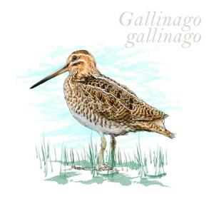 Gallinago gallinago