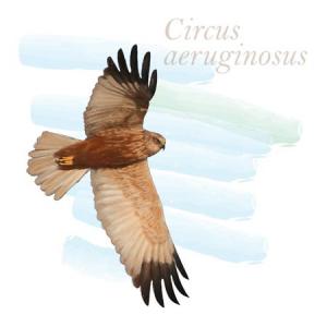 Circus aeruginosus
