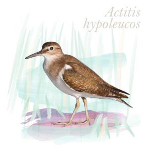 Actitis hypoleucos
