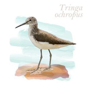 Tringa ochropus
