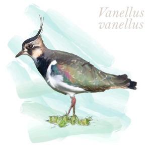 Vanellus vanellus