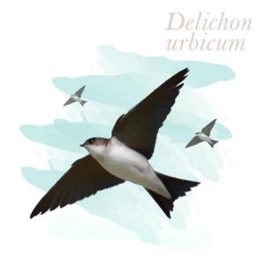 Delichon urbicum