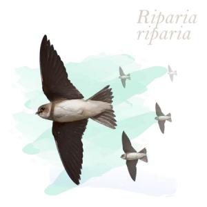 Riparia riparia