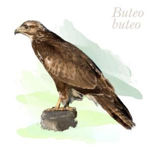 Buteo buteo