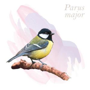 Parus major