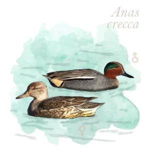 Anas crecca