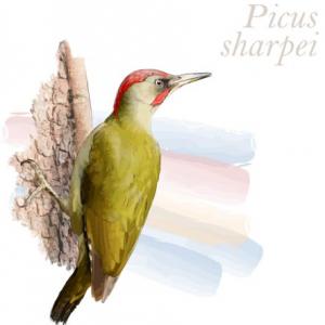 Picus sharpei