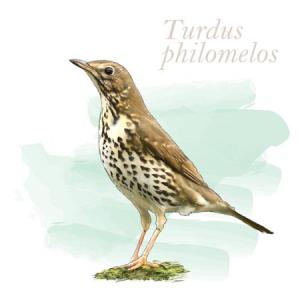 Turdus philomelos