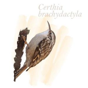 Certhia brachydactyla