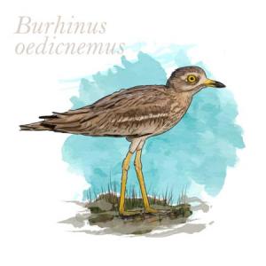 Burhinus oedicnemus