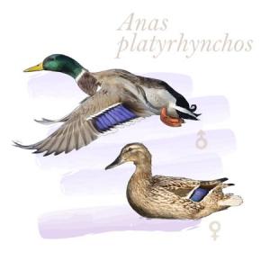 Anas platyrhynchos