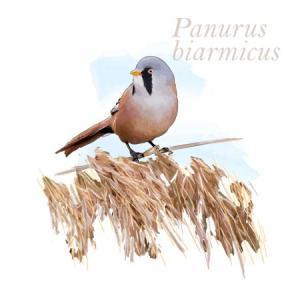 Panurus biarmicus