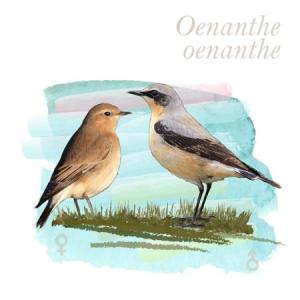 Oenanthe oenanthe
