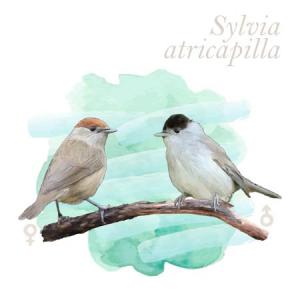 Sylvia atricapilla