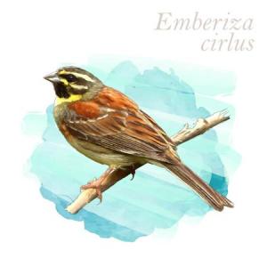 Emberiza cirlus