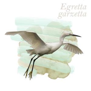 Egretta garzetta