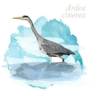 Ardea cinerea