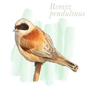 Remiz pendulinus