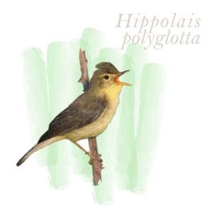 Hippolais polyglotta