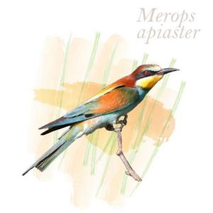 Merops apiaster