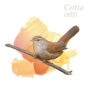 Cettia cetti