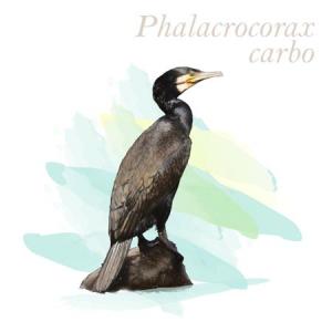 Phalacrocorax carbo