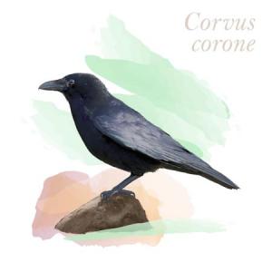 Corvus corone