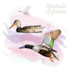 Spatula clypeata