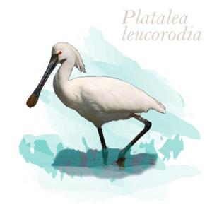 Platalea leucorodia