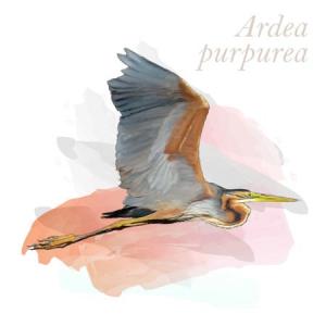 Ardea purpurea