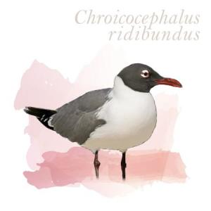 Chroicocephalus ridibundus